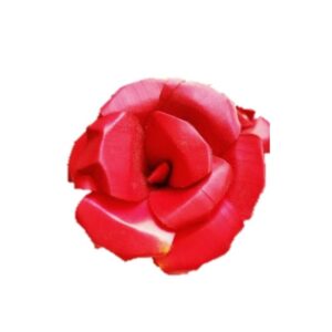 Palmina vrtnica RDEČA - 6 cm
